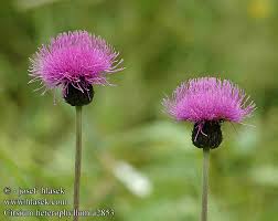Attēlu rezultāti vaicājumam “Cirsium heterophyllum”