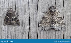 Attēlu rezultāti vaicājumam “Catocala sponsa”