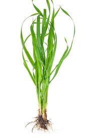 Attēlu rezultāti vaicājumam “Elytrigia repens subsp. arenosa”