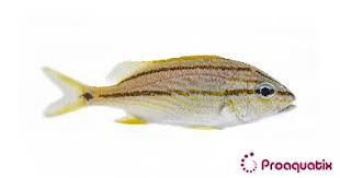 Image result for Haemulon flavolineatum