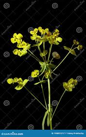 Attēlu rezultāti vaicājumam “Euphorbia virgata flower”