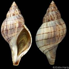 Image result for Cinctura hunteria