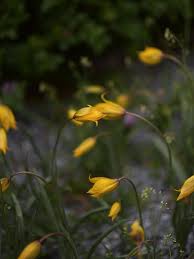 Attēlu rezultāti vaicājumam “Tulipa sylvestris”