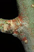 Attēlu rezultāti vaicājumam “Panonychus”