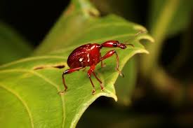 Attēlu rezultāti vaicājumam “Attelabidae”