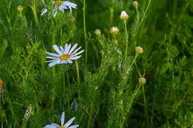 Attēlu rezultāti vaicājumam “Tripleurospermum inodorum leaf”