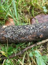 Attēlu rezultāti vaicājumam “Propolis farinosa”