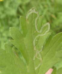 Attēlu rezultāti vaicājumam “Phytomyza ranunculi”