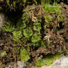 Attēlu rezultāti vaicājumam “Fossombronia wondraczekii”