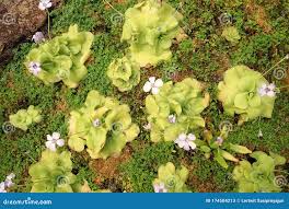 Attēlu rezultāti vaicājumam “Lentibulariaceae”