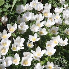 Attēlu rezultāti vaicājumam “Anemone sylvestris”