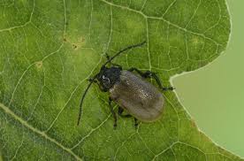 Attēlu rezultāti vaicājumam “Lochmaea caprea”