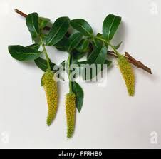 Attēlu rezultāti vaicājumam “Salix pentandra fruit”