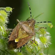Attēlu rezultāti vaicājumam “Dolycoris baccarum”