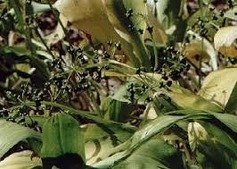 Attēlu rezultāti vaicājumam “Allium ursinum fruit”