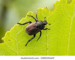 Attēlu rezultāti vaicājumam “Hoplia parvula imago”