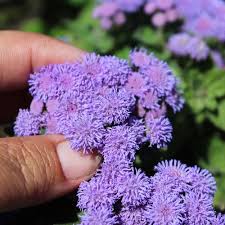 Image result for Leberbalsam