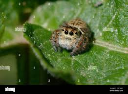 Attēlu rezultāti vaicājumam “Xanthogramma sp.”