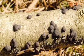 Attēlu rezultāti vaicājumam “Hypoxylon multiforme”