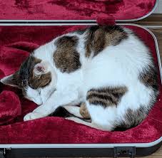 Image result for Cat sleeping in guitar