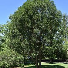 Attēlu rezultāti vaicājumam “Salix pentandra leaf”