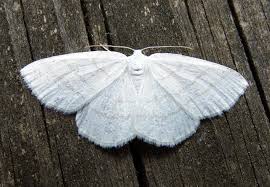 Attēlu rezultāti vaicājumam “Cabera pusaria”