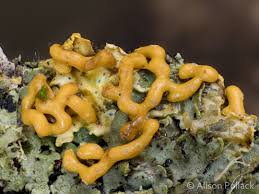 Attēlu rezultāti vaicājumam “Licea chelonoides”