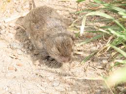 Attēlu rezultāti vaicājumam “Cricetidae”