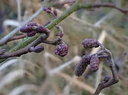 Attēlu rezultāti vaicājumam “Alnus glutinosa flower”