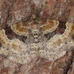 Attēlu rezultāti vaicājumam “Xanthorhoe spadicearia”