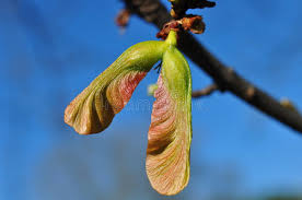 Attēlu rezultāti vaicājumam “Acer saccharinum bud”