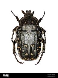 Attēlu rezultāti vaicājumam “Oxythyrea funesta imago”