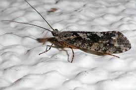 Attēlu rezultāti vaicājumam “Phryganeidae”