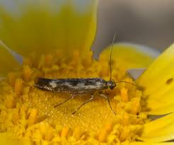 Attēlu rezultāti vaicājumam “Scythris limbella”
