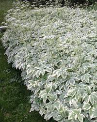 Attēlu rezultāti vaicājumam “Aegopodium podagraria”