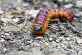 Attēlu rezultāti vaicājumam “Cossus cossus imago”