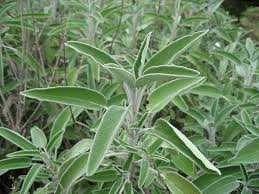 Image result for Salvia officinalis