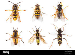 Attēlu rezultāti vaicājumam “Vespula germanica”