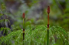 Attēlu rezultāti vaicājumam “Equisetum sylvaticum”