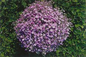 Attēlu rezultāti vaicājumam “Gypsophila muralis flower”