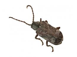 Attēlu rezultāti vaicājumam “Anobiidae”