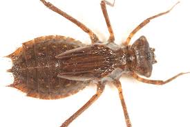 Attēlu rezultāti vaicājumam “Didymium tussilaginis macro”