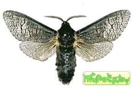 Attēlu rezultāti vaicājumam “Lamellocossus terebra”