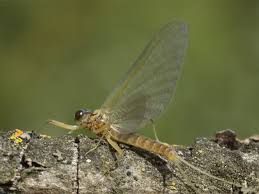 Attēlu rezultāti vaicājumam “Heptagenia sulphurea”