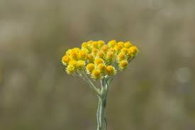 Attēlu rezultāti vaicājumam “Helichrysum arenarium bud”