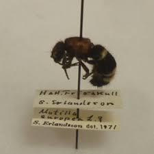 Attēlu rezultāti vaicājumam “Mutilla europaea”