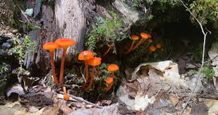 Attēlu rezultāti vaicājumam “Hygrocybe cantharellus”