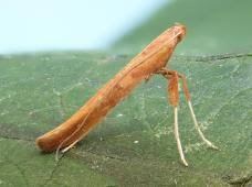 Attēlu rezultāti vaicājumam “Caloptilia hemidactylella”