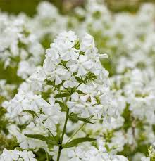 Image result for Phlox (großblumig)