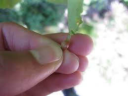 Attēlu rezultāti vaicājumam “Contarinia petioli”